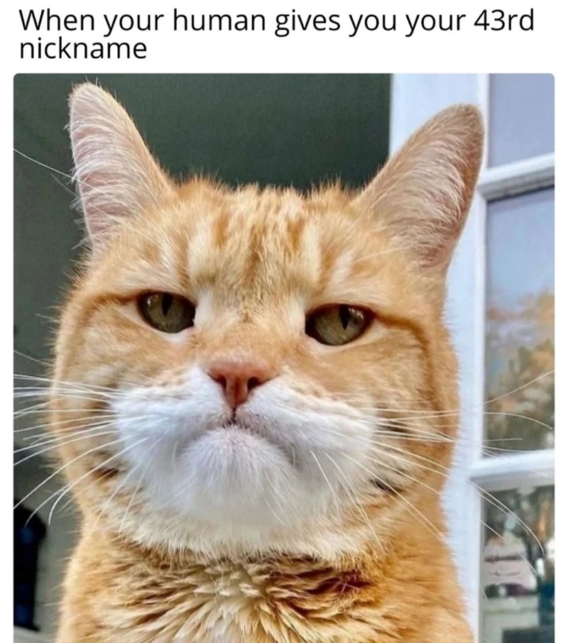 When your human gives you your 43rd nickname