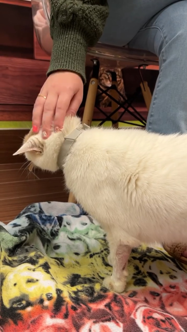 Cheezburger Image 10611117312