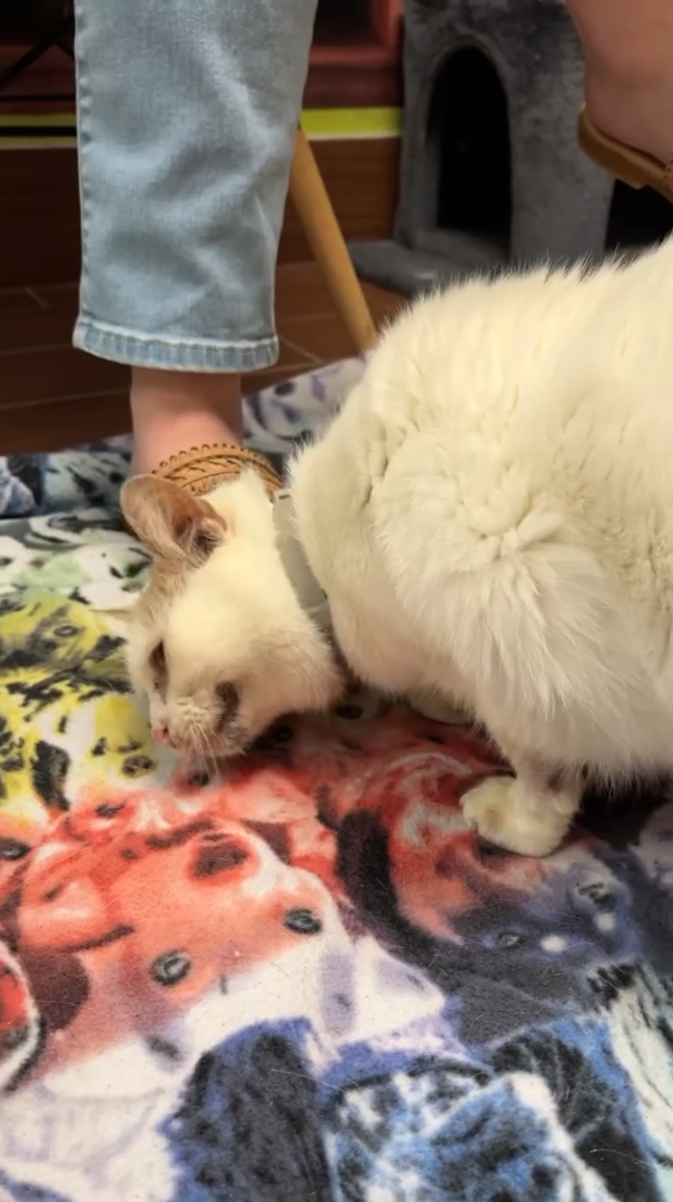 Cheezburger Image 10611117568