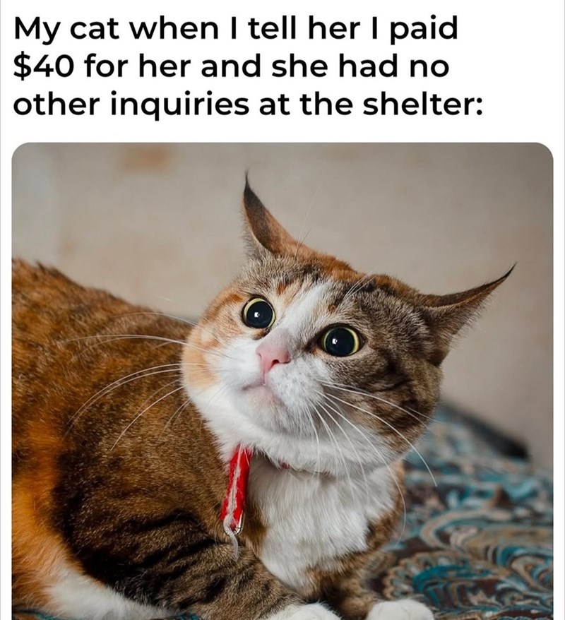 My cat when I tell her I paid $40 for her and she had no other inquiries at the shelter: