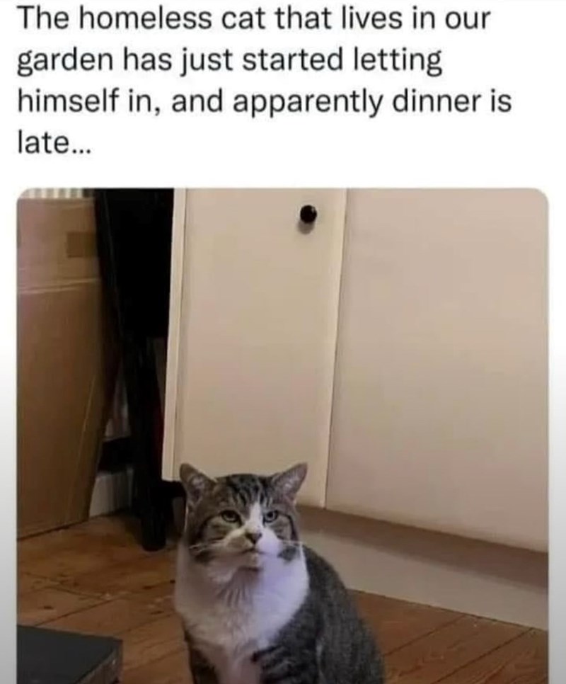 The homeless cat that lives in our garden has just started letting himself in, and apparently dinner is late...