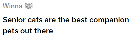 Winna h Senior cats are the best companion pets out there