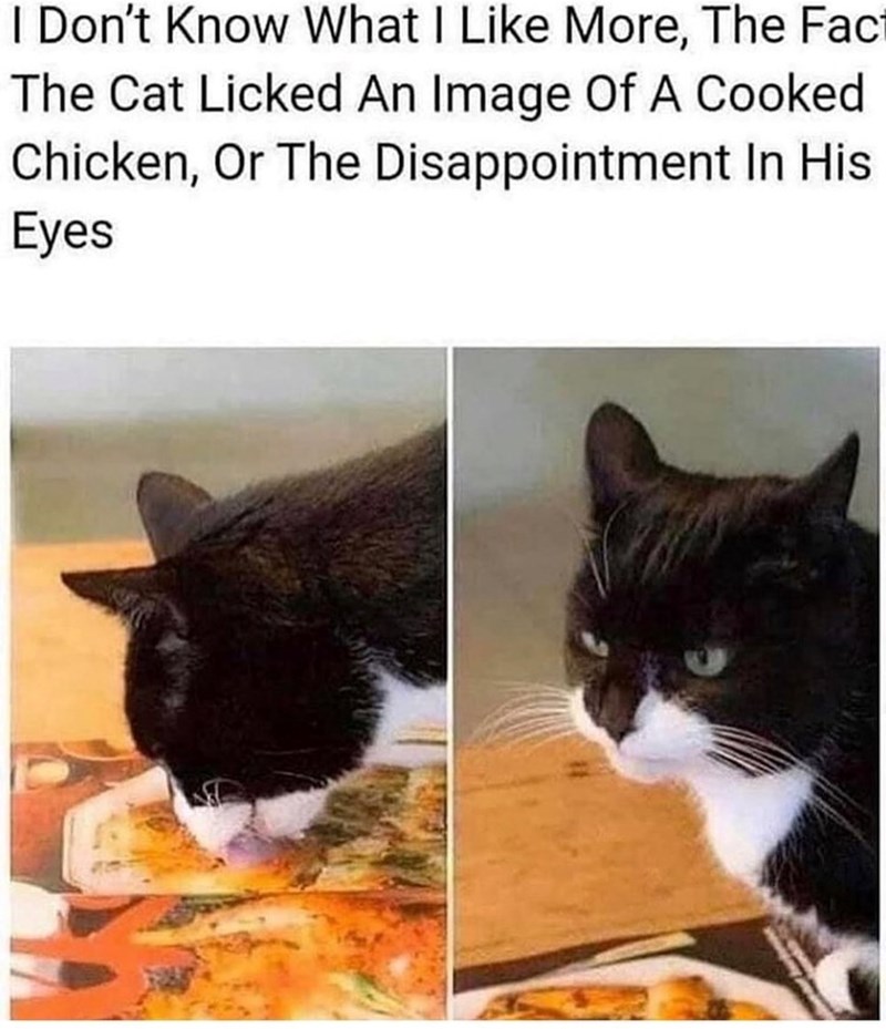 I Don't Know What I Like More, The Fac The Cat Licked An Image Of A Cooked Chicken, Or The Disappointment In His Eyes