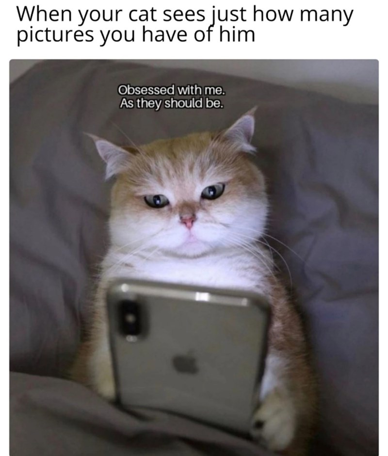 When your cat sees just how many pictures you have of him. Obsessed with me. As they should be.