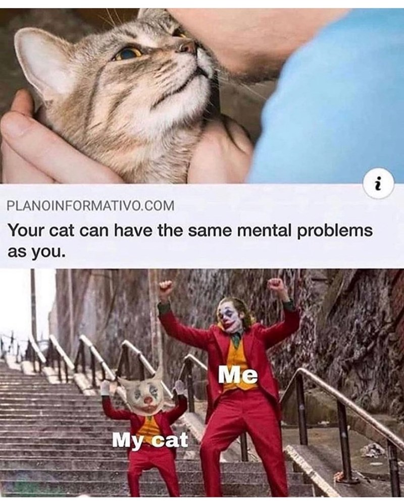 PLANOINFORMATIVO.COM Your cat can have the same mental problems as you. My cat Me i 20