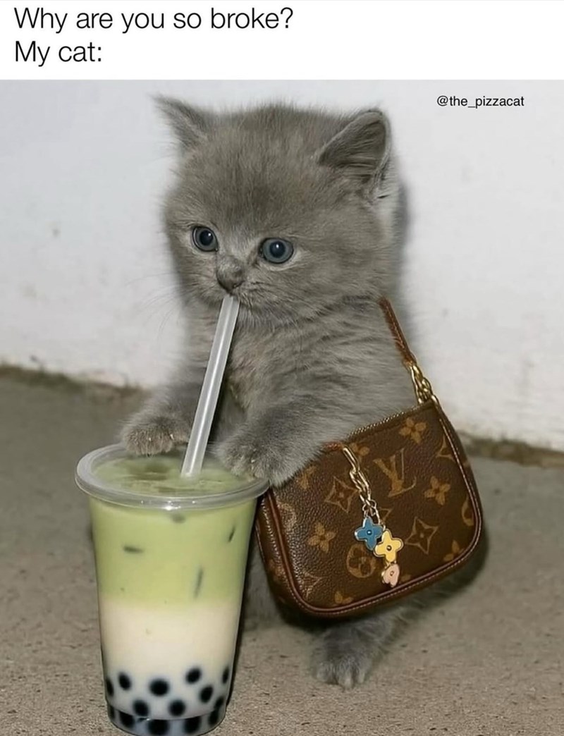 Why are you so broke? My cat: Y @the_pizzacat