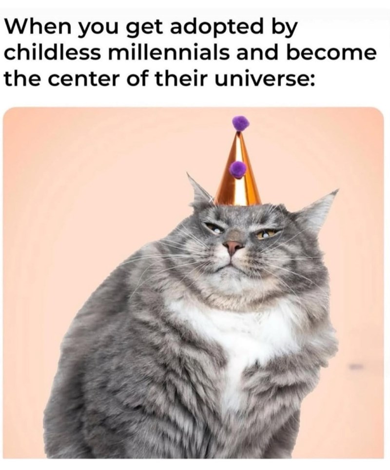 When you get adopted by childless millennials and become the center of their universe: