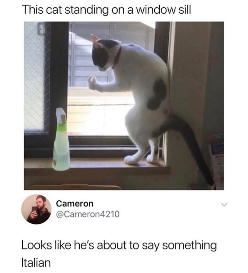 This cat standing on a window sill Cameron @Cameron4210 Looks like he's about to say something Italian