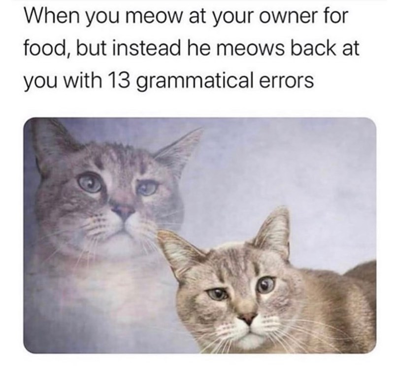 When you meow at your owner for food, but instead he meows back at you with 13 grammatical errors