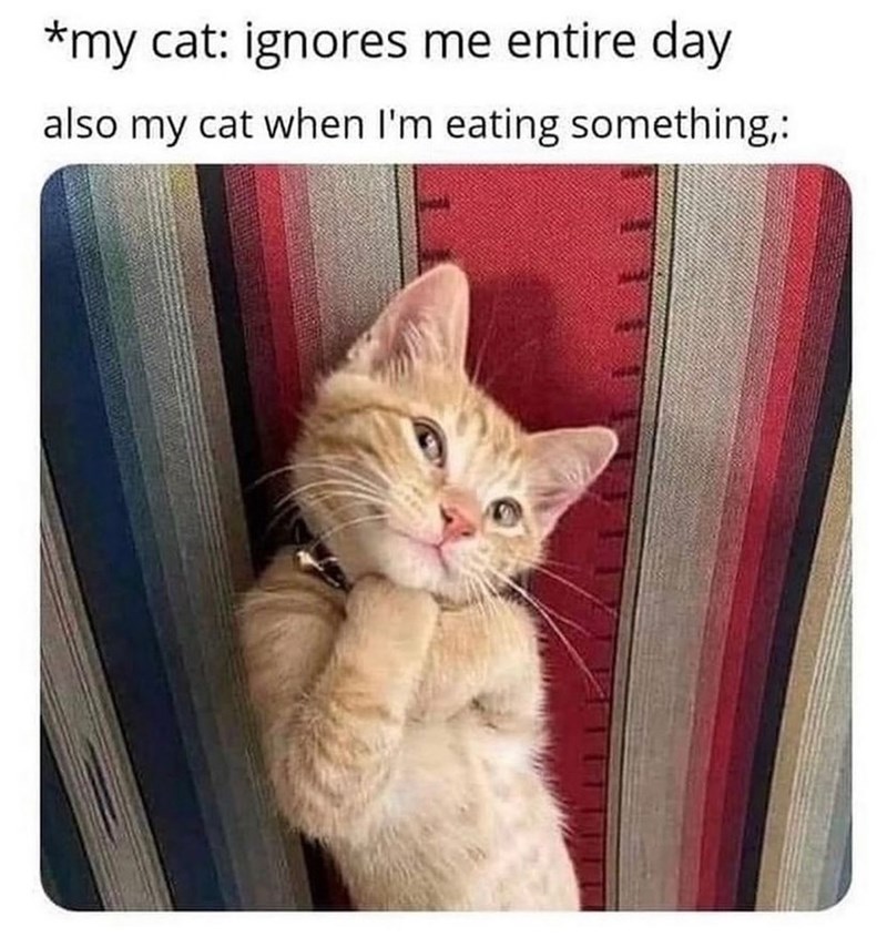 *my cat: ignores me entire day also my cat when I'm eating something,: