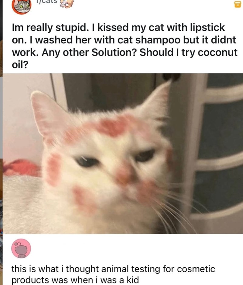 D Im really stupid. I kissed my cat with lipstick on. I washed her with cat shampoo but it didnt work. Any other Solution? Should I try coconut oil? this is what i thought animal testing for cosmetic products was when i was a kid