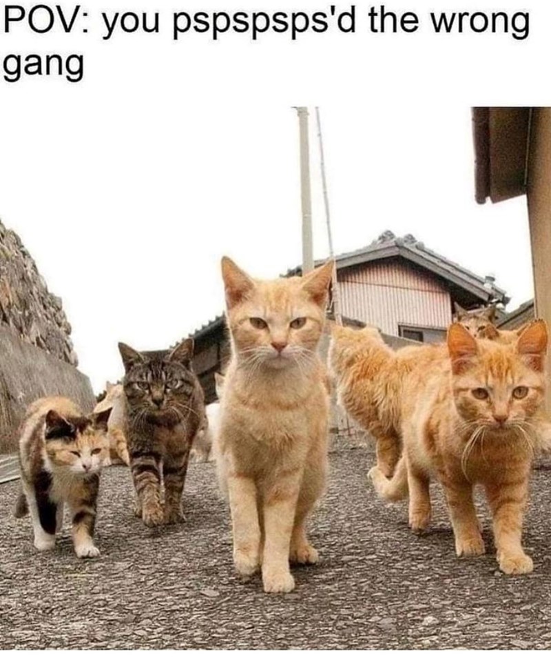 POV: you pspspsps'd the wrong gang