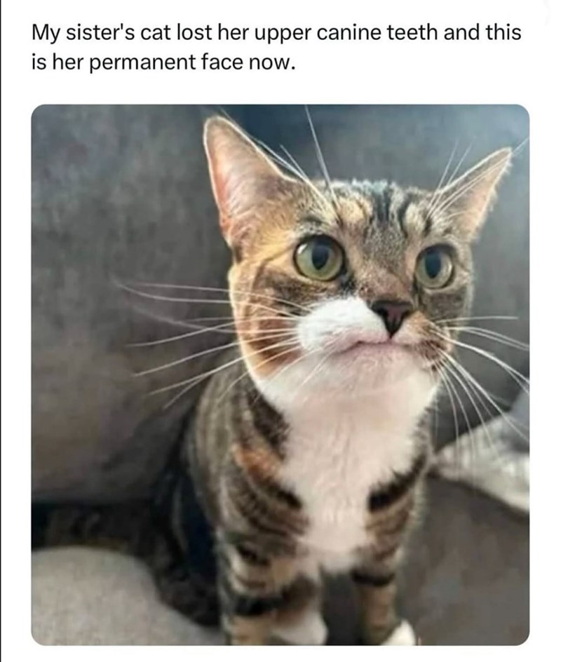My sister's cat lost her upper canine teeth and this is her permanent face now.