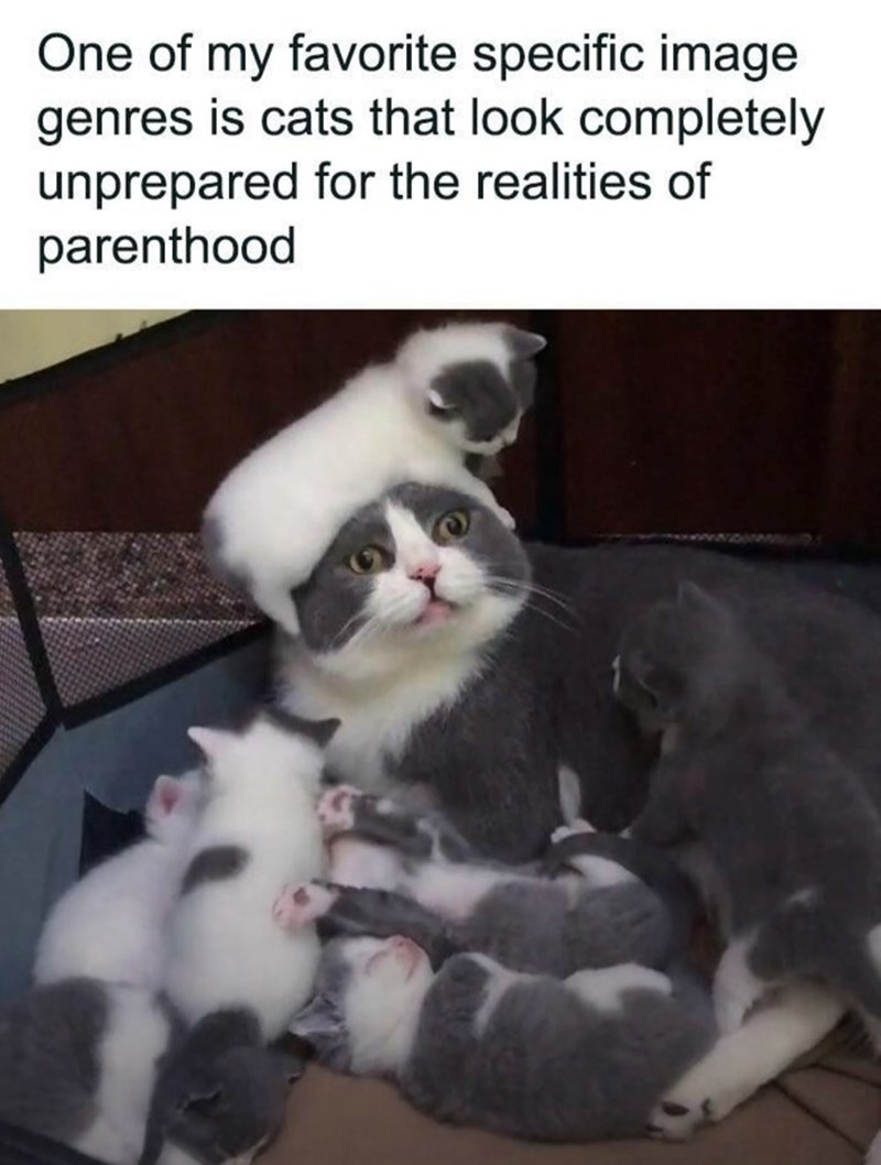 One of my favorite specific image genres is cats that look completely unprepared for the realities of parenthood