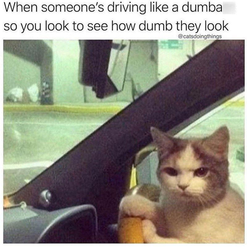 When someone's driving like a dumba so you look to see how dumb they look @catsdoingthings