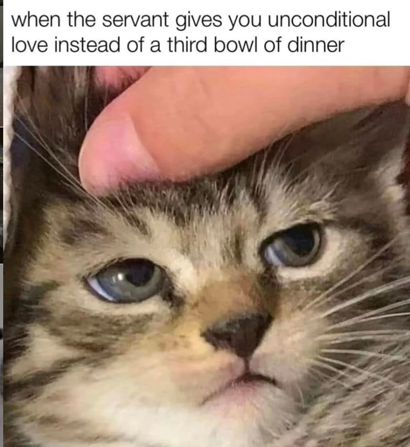 when the servant gives you unconditional love instead of a third bowl of dinner