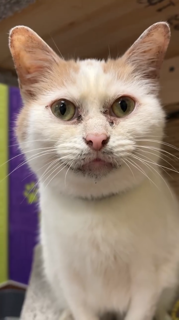 Cheezburger Image 10611132160