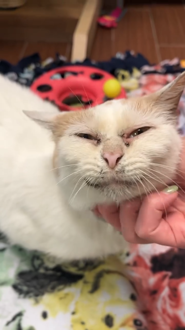 Cheezburger Image 10611132672