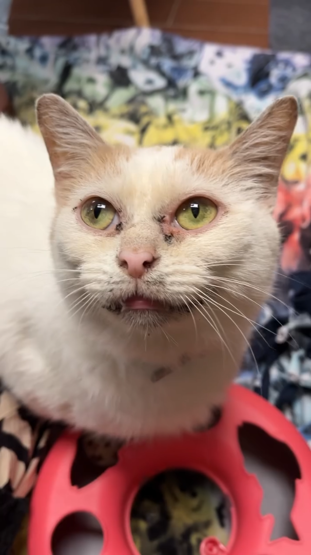 Cheezburger Image 10611132928