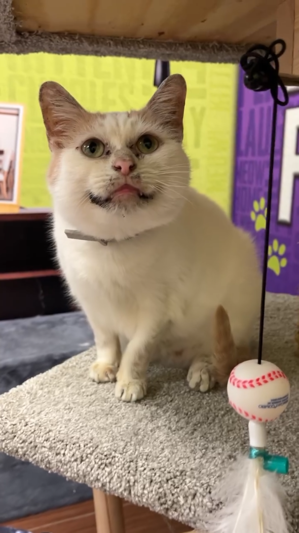 Cheezburger Image 10611133184