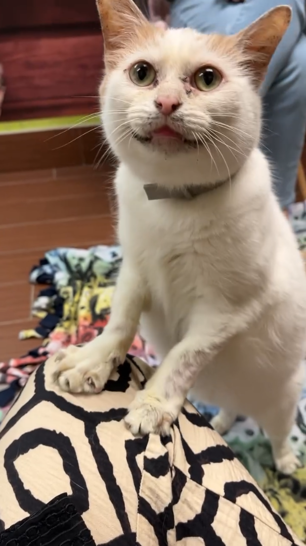 Cheezburger Image 10611133440