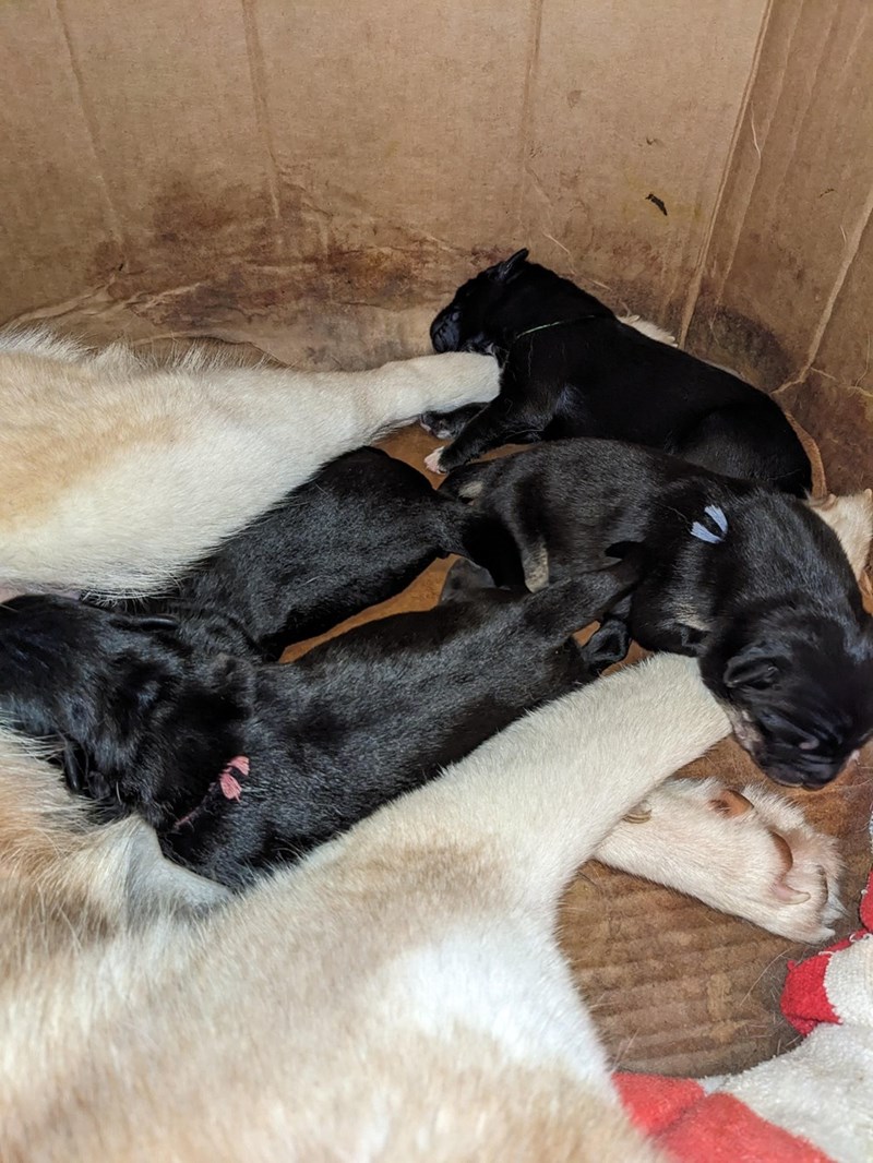 Cheezburger Image 10611133696