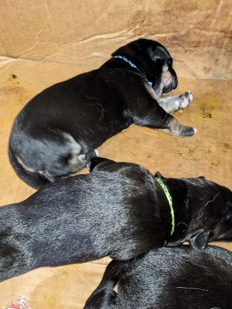 Cheezburger Image 10611134208