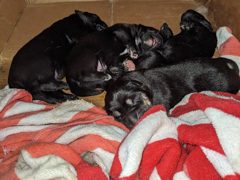 Cheezburger Image 10611134464