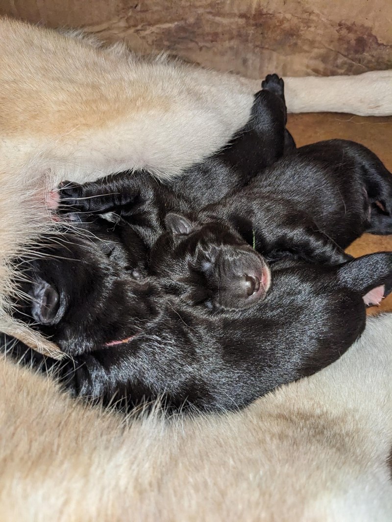 Cheezburger Image 10611134720