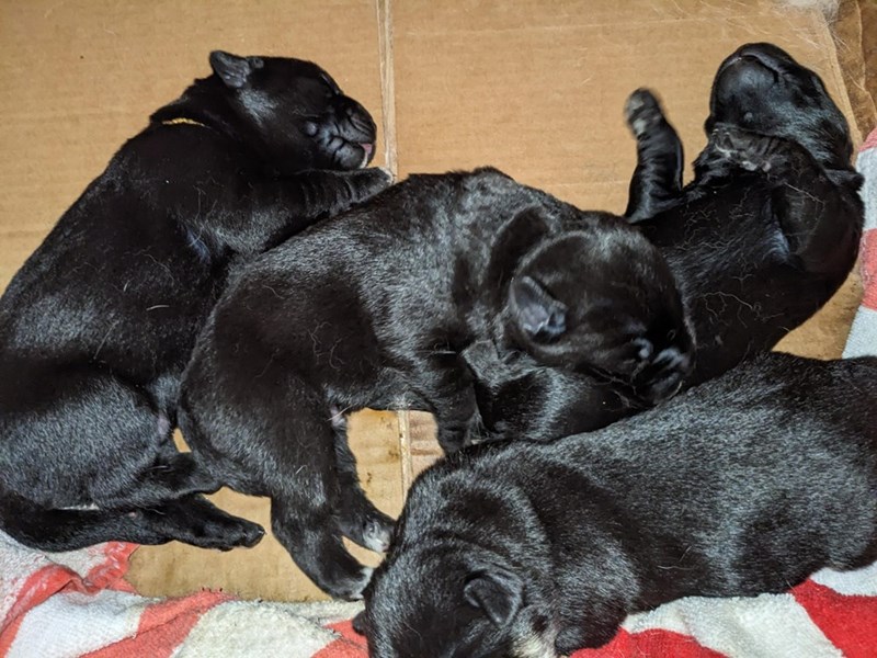 Cheezburger Image 10611135232