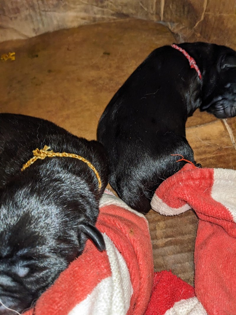 Cheezburger Image 10611135488