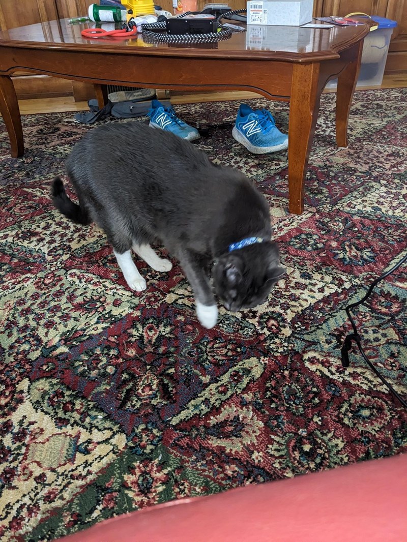 Cheezburger Image 10611135744