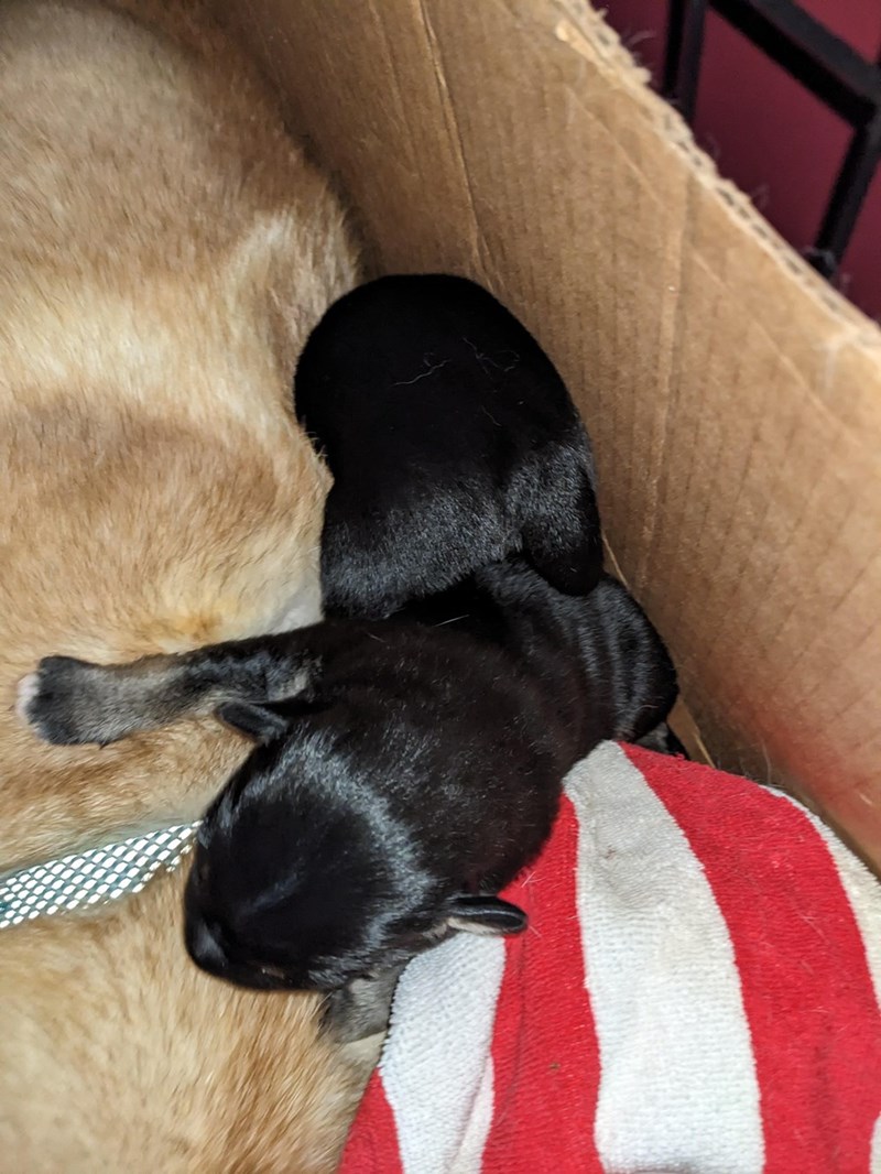 Cheezburger Image 10611136000