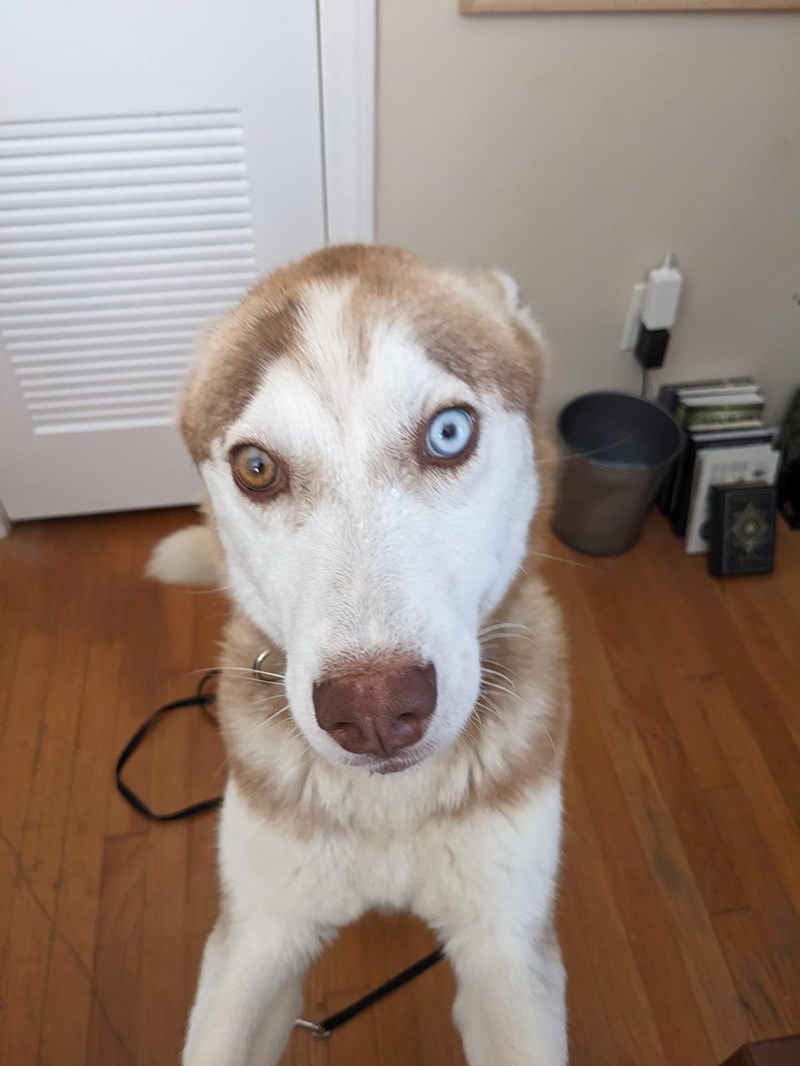 Cheezburger Image 10611136512