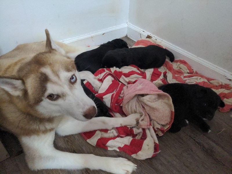 Cheezburger Image 10611136768