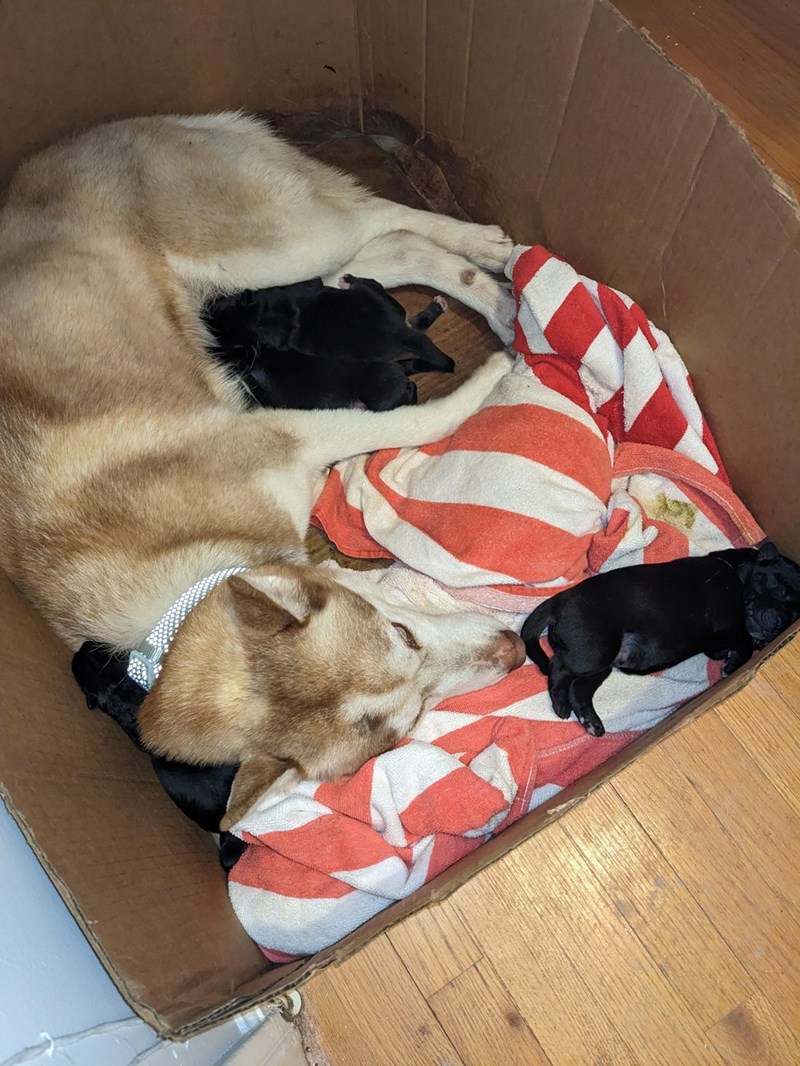 Cheezburger Image 10611138048