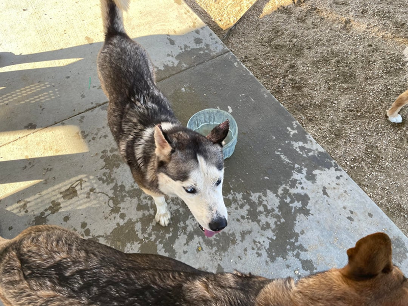 Cheezburger Image 10611145984