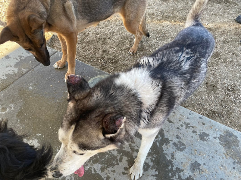 Cheezburger Image 10611146240