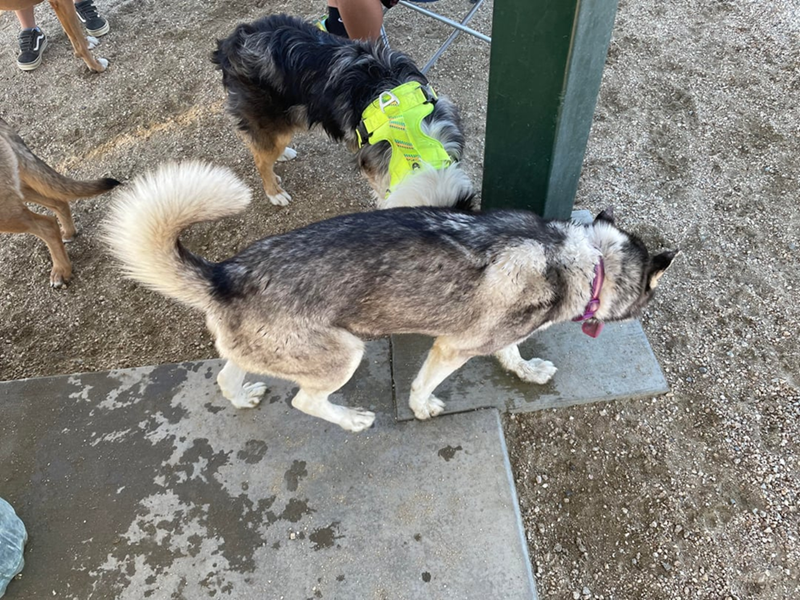 Cheezburger Image 10611146496