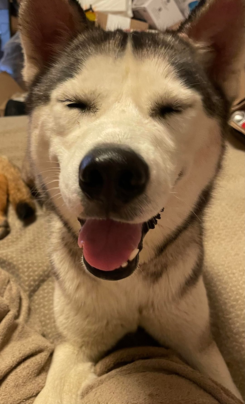 Cheezburger Image 10611146752