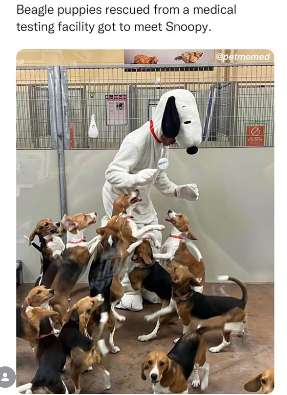 Beagle puppies rescued from a medical testing facility got to meet Snoopy. @petmemed