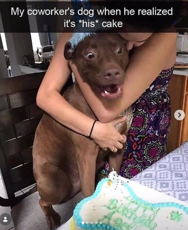 My coworker's dog when he realized it's *his* cake Bitton's >