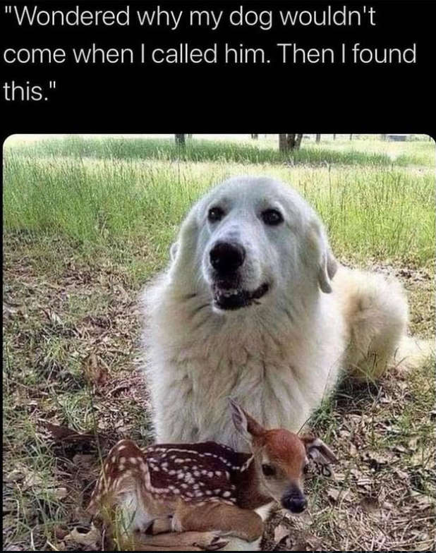 "Wondered why my dog wouldn't come when I called him. Then I found this."