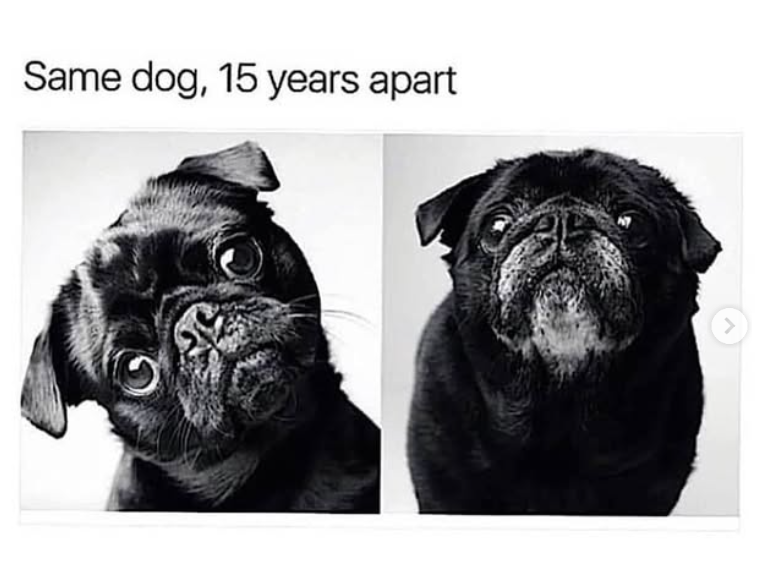 Same dog, 15 years apart >