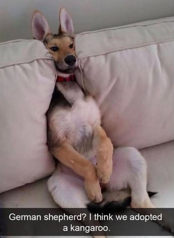 German shepherd? I think we adopted a kangaroo.