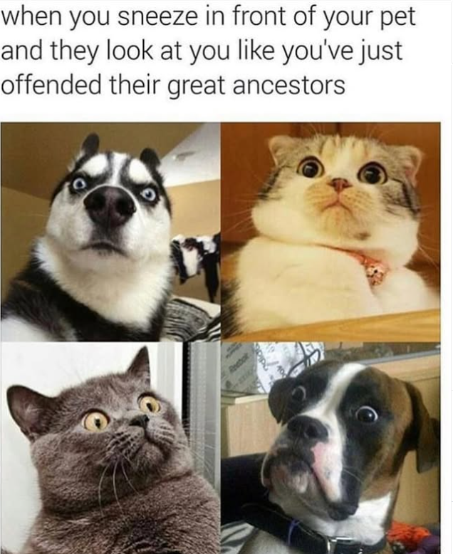 when you sneeze in front of your pet and they look at you like you've just offended their great ancestors Reebok