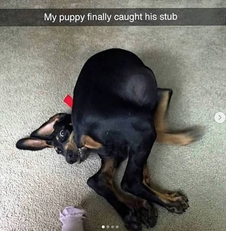 My puppy finally caught his stub 7