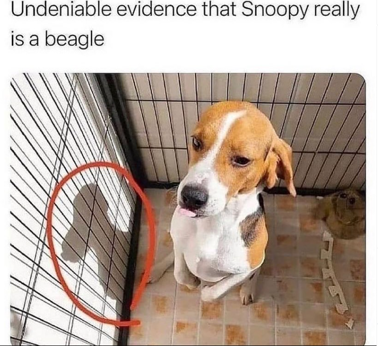 Undeniable evidence that Snoopy really is a beagle
