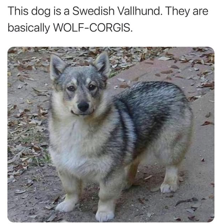 This dog is a Swedish Vallhund. They are basically WOLF-CORGIS.