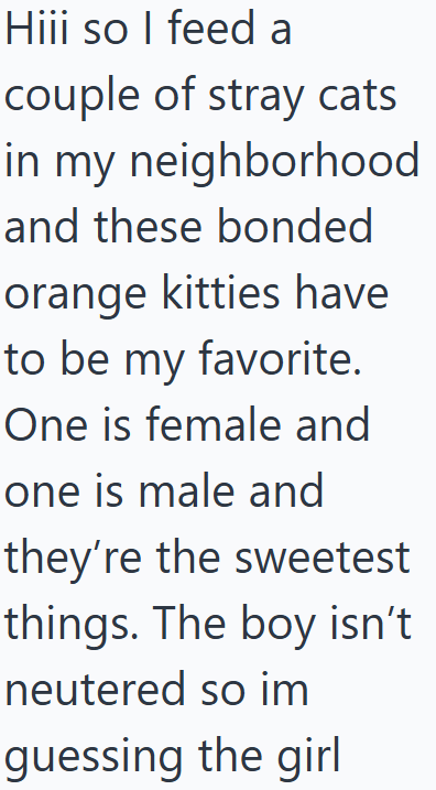 Hiii so I feed a couple of stray cats in my neighborhood and these bonded orange kitties have to be my favorite. One is female and one is male and they're the sweetest things. The boy isn't neutered so im guessing the girl